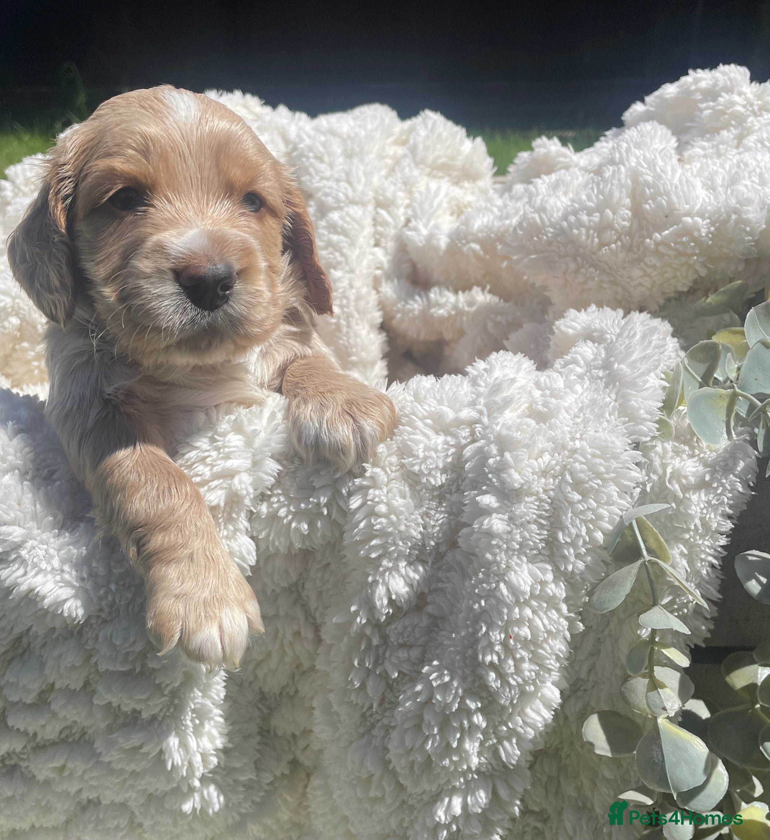 Cockapoo dogs for sale: Stunning F1b Cockapoo puppies - Advert 17