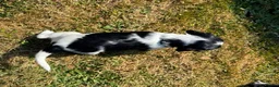 Sprocker dogs for sale: Healthy Sprocker Spaniel Puppies in Chulmleigh - Advert 9