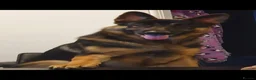 German Shepherd dogs for sale: German shepherd pups in Huddersfield - Advert 10