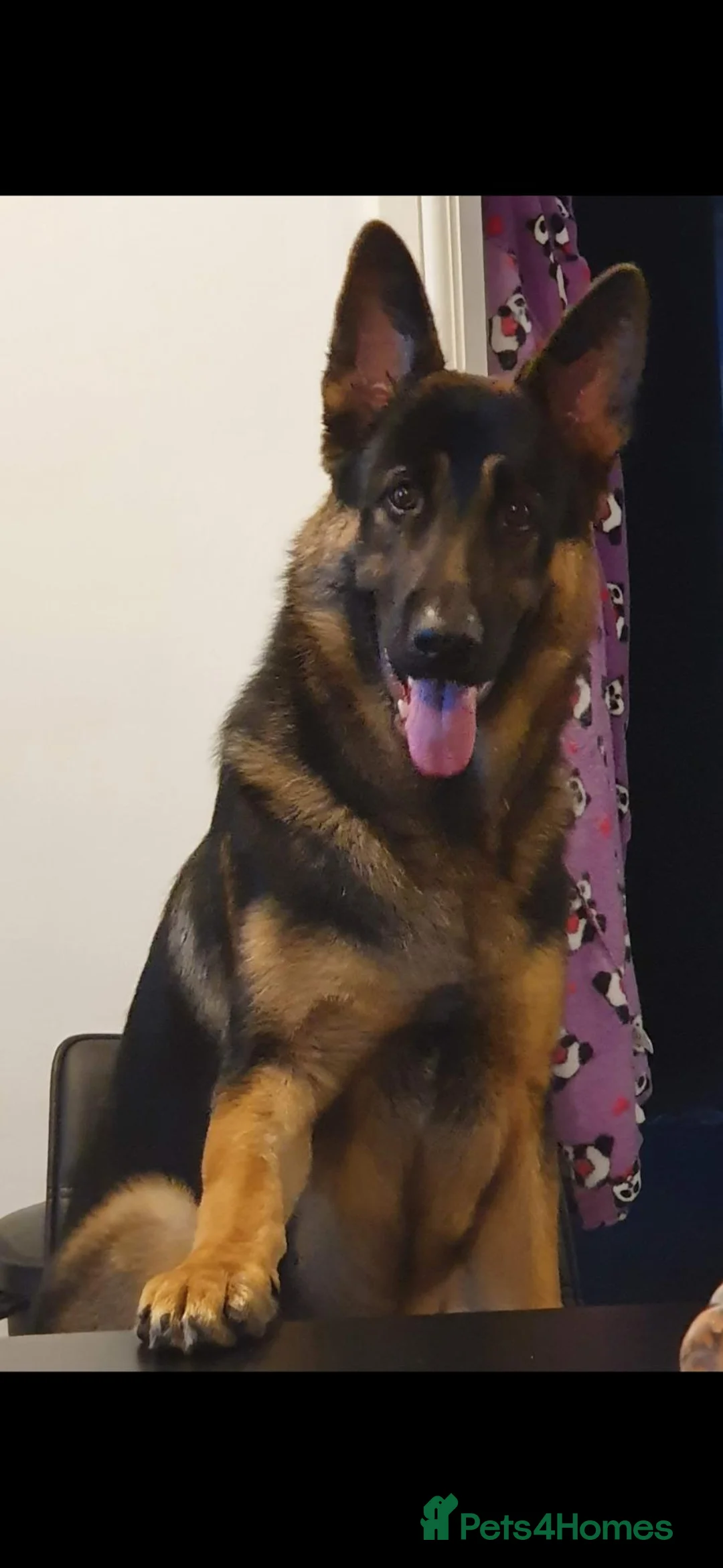 German Shepherd dogs for sale: German shepherd pups in Huddersfield - Advert 10