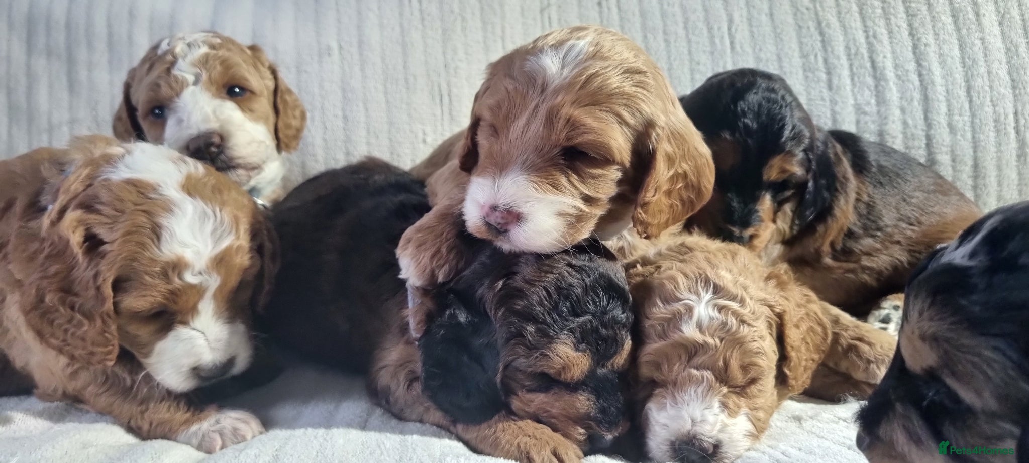 Cockapoo dogs Cockapoo❤️HEALTH CHECK❤️ - Advert 5