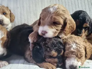 Cockapoo dogs Cockapoo❤️HEALTH CHECK❤️ - Advert 6
