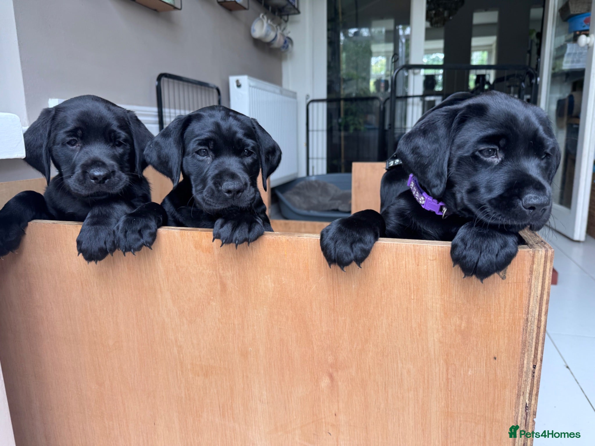 Labrador Retriever dogs Stunning black KC pedigree pups-many titles FTCH - Advert 1