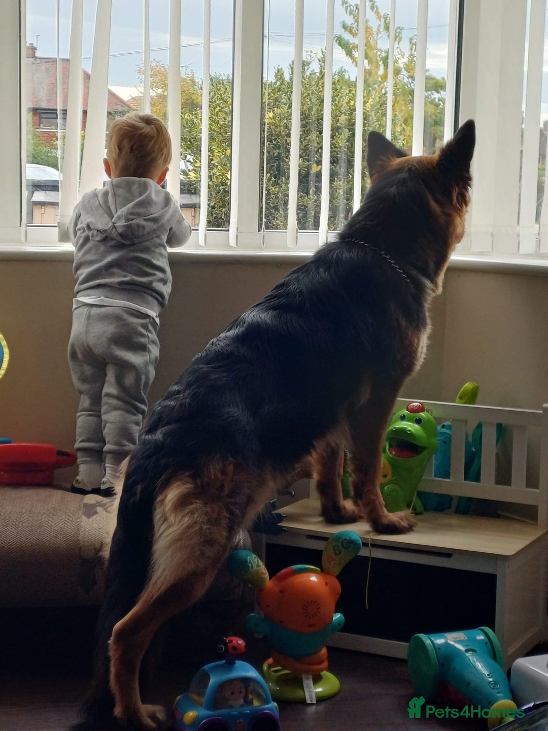German Shepherd dogs for sale: 2 females German Shepherd Puppies  - Image 4
