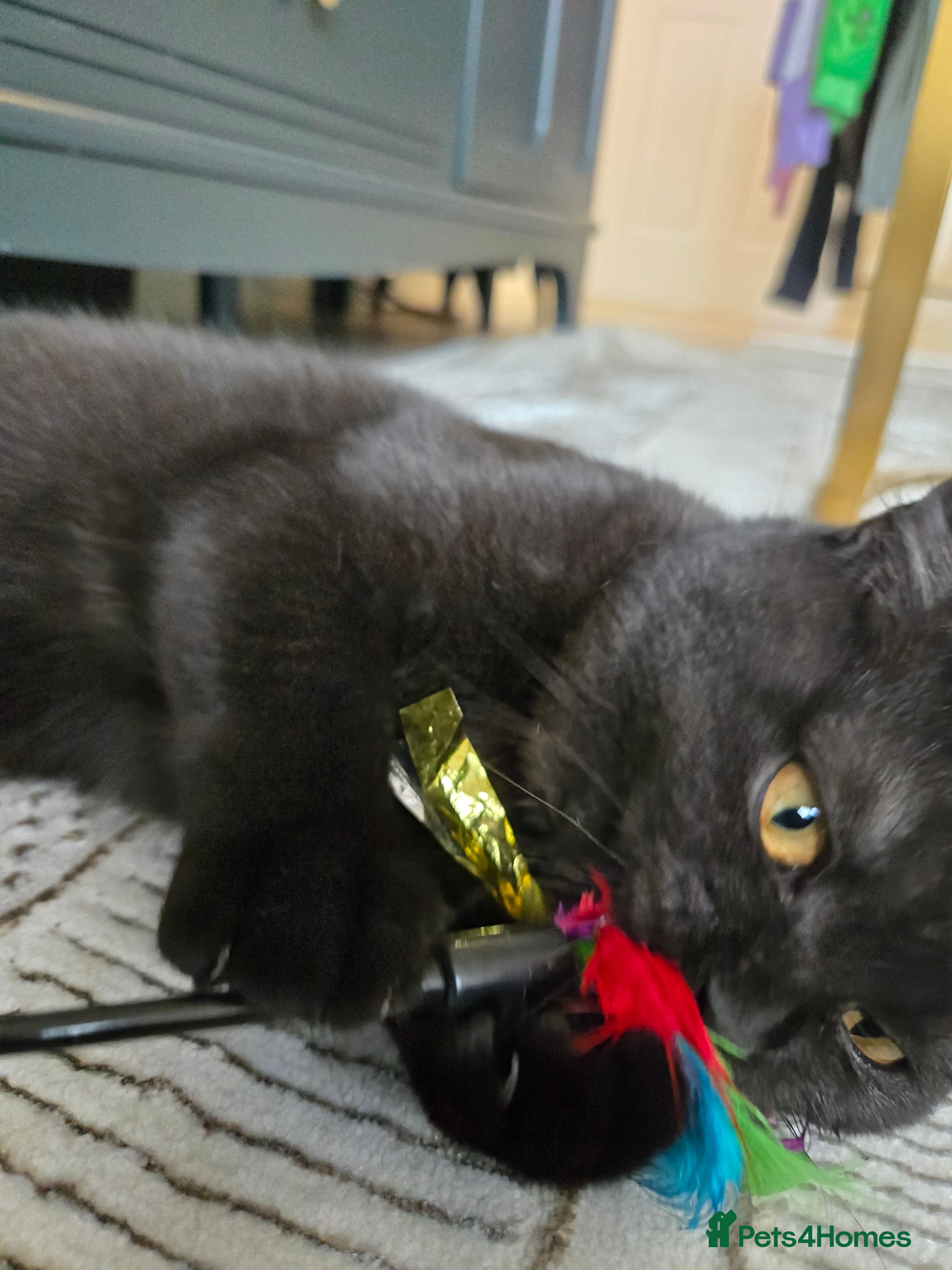 British Shorthair cats Smoked Black kitten - British Shorthair  - Advert 16