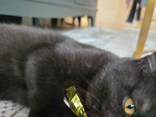 British Shorthair cats Smoked Black kitten - British Shorthair - Advert 14