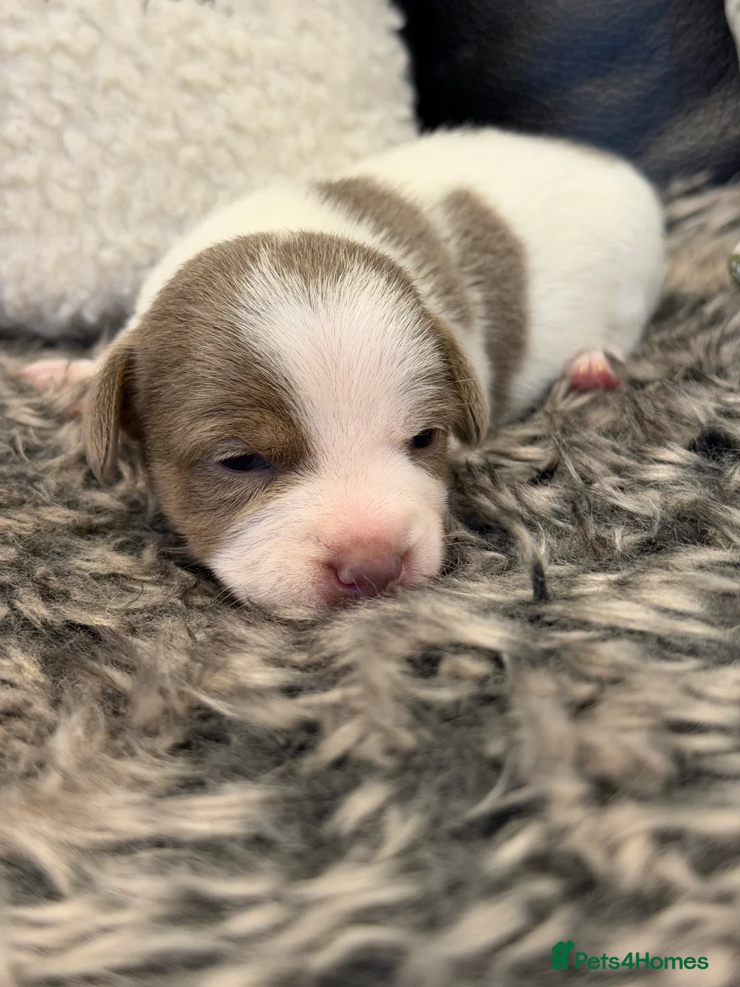 Jack Russell dogs for sale: DONJACKS - fully health tested miniature puppies  - Advert 30