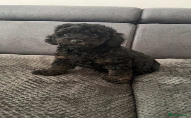 Toy Poodle dogs - Advert 2
