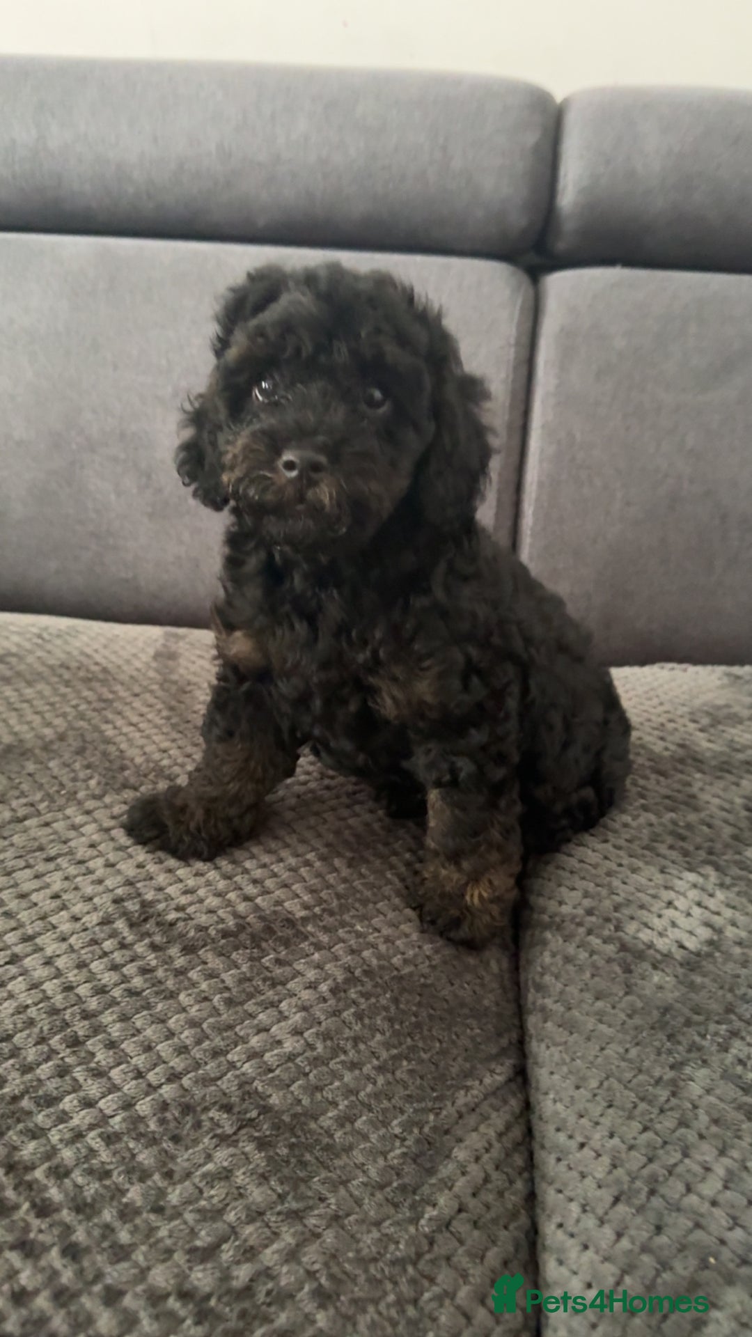 Toy Poodle dogs for sale: READY NOW KC Toy poodle Boy phantom black&tan - Image 1