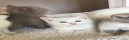 British Shorthair cats for sale: Gorgeous British Shorthair x kittens - Advert 6
