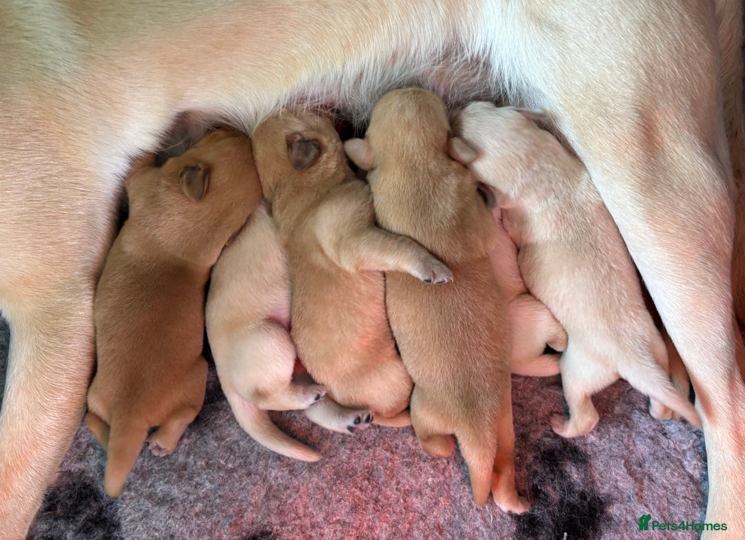 Labrador Retriever dogs for sale: Pretty Perfect Labrador Puppies- Ready in December - Image 8