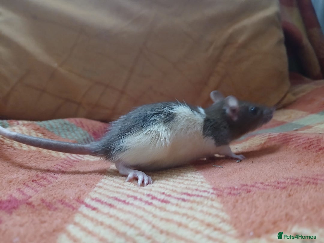 Rat rodents for sale: Female rats all living independently ready to go - Image 3