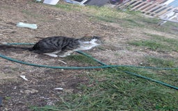 Mixed Breed cats for sale: Kittens for sale - Image 17