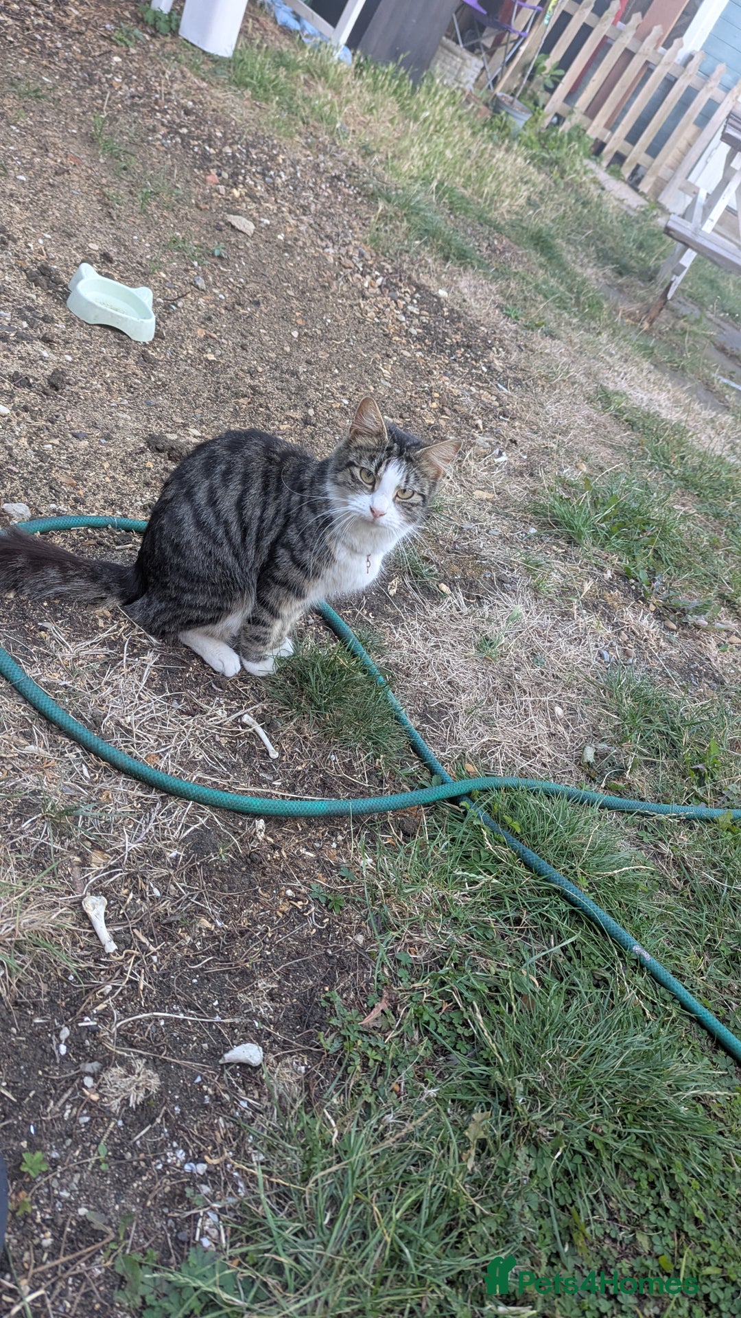 Mixed Breed cats for sale: Kittens for sale - Image 17