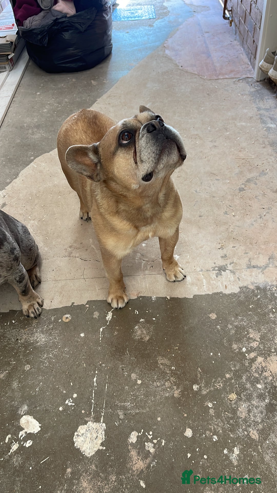 French Bulldog dogs for sale: BART is a 8yr old French bulldog - Image 2
