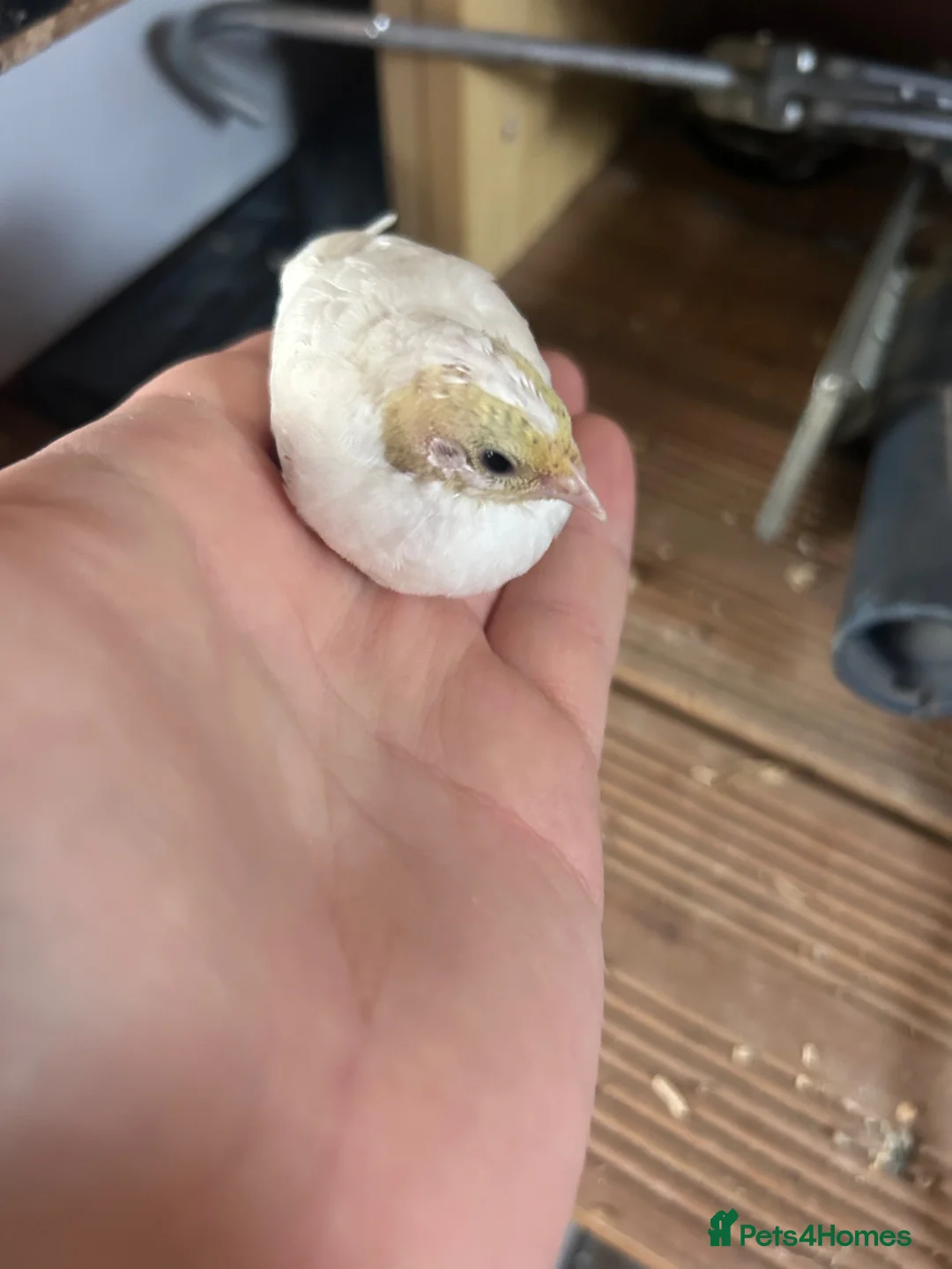 Mixed Breed livestock for sale: Chinese painted quail button quail - Advert 2