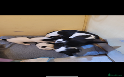 Jack Russell dogs for sale: 3 beautiful pups  - Image 2