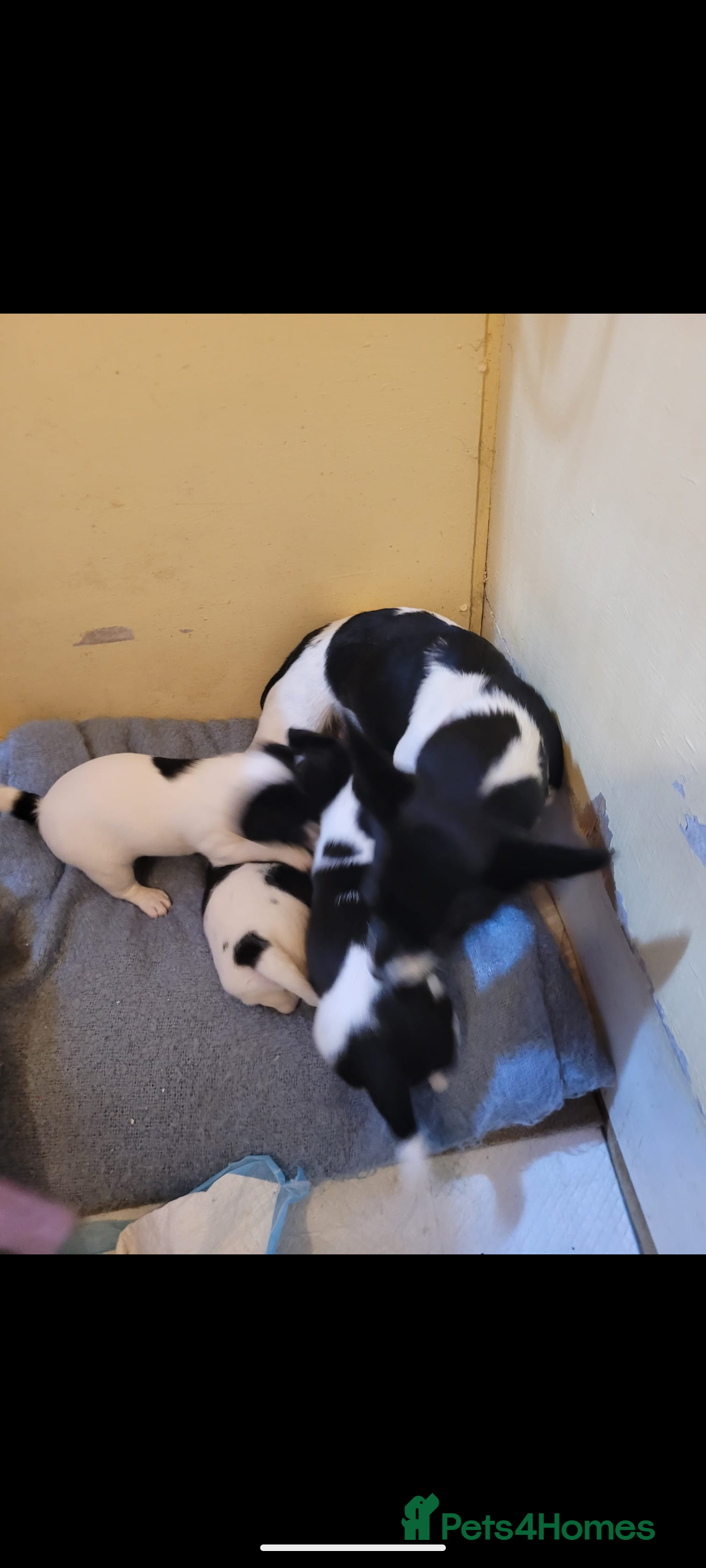 Jack Russell dogs for sale: 3 beautiful pups  - Image 2