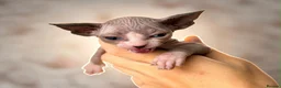 Sphynx cats for sale: Canadian sphynx kittens  - Advert 29