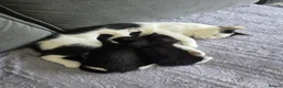 Mixed Breed cats for sale: Kittens - Advert 6