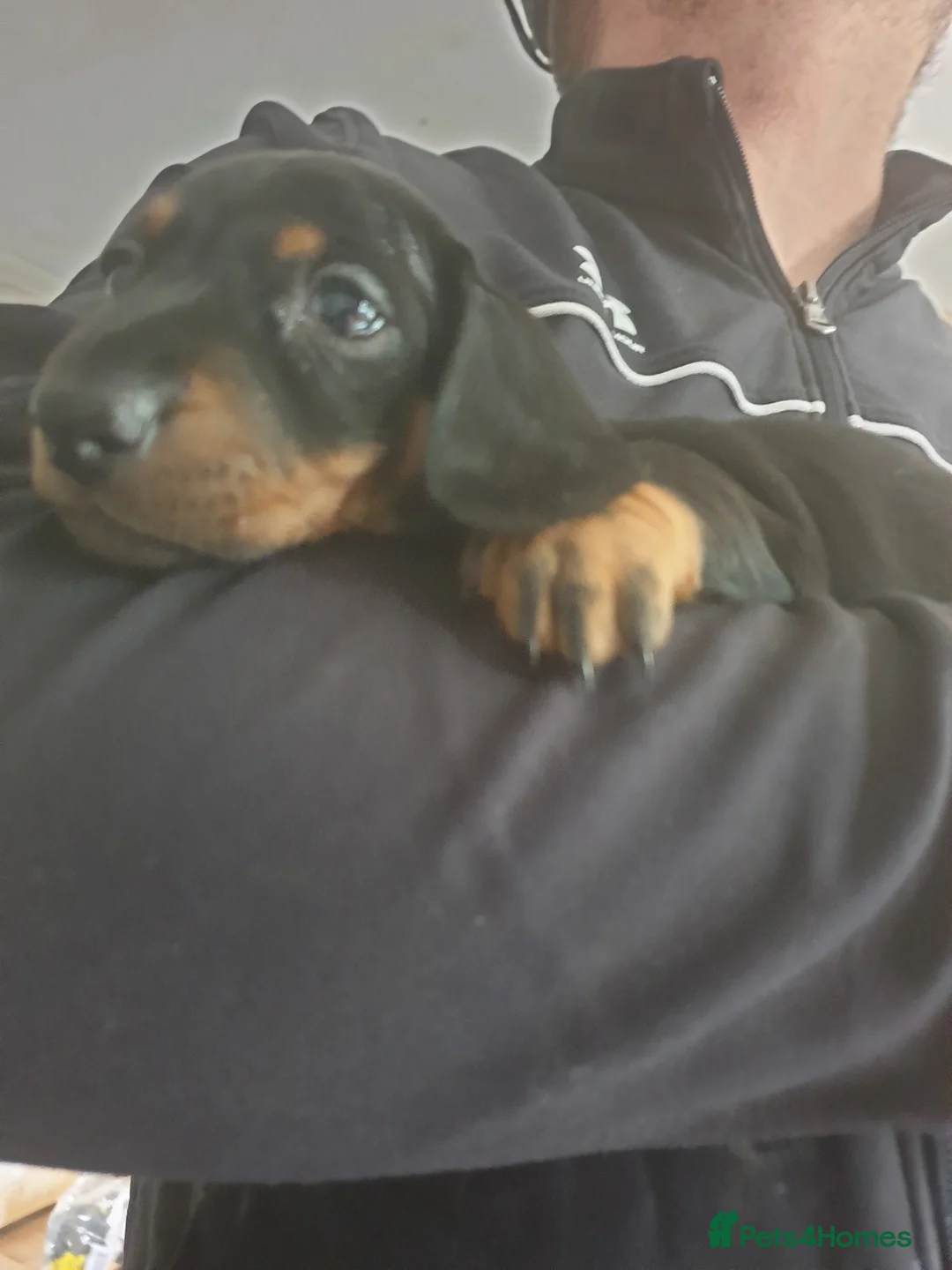 Miniature Dachshund dogs for sale: Miniture daschunds  - Advert 2