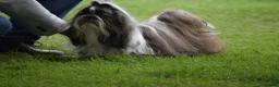 Shih Tzu dogs for stud: RKC Standard Shih Tzu - stud  - Advert 4