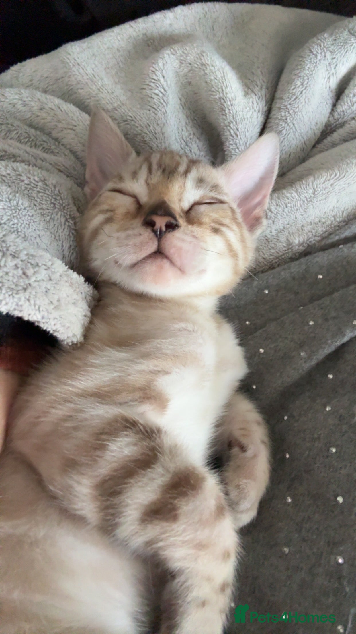 Bengal cats Bengal kittens  - Advert 18