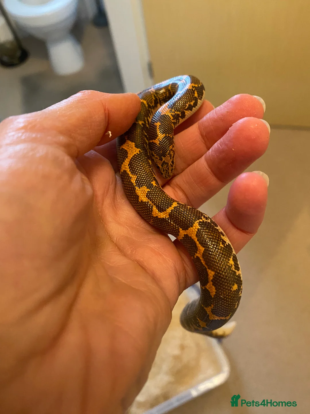 Boa Snake reptiles for sale: Female Kenyan Sand Boa for sale - Advert 10