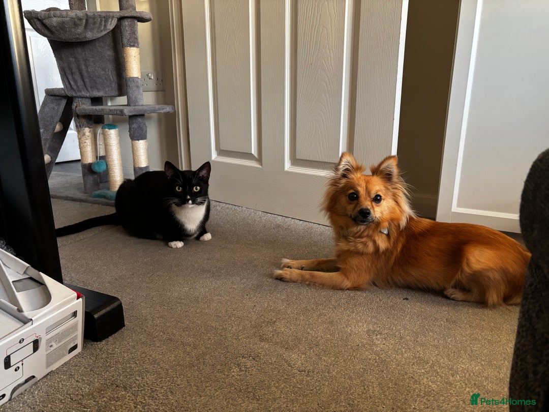 Pomeranian dogs for sale: Fox Faced Pom - Image 5