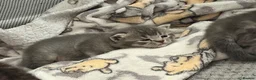 British Shorthair cats for sale: British shorthair /russian blue kittens  - Advert 27