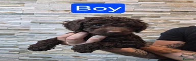 Cockapoo boy 3