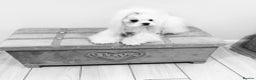 Maltese dogs for stud: STUNNING 💎DIAMOND💎 OPEN AT STUD HEALTH TESTED in Grays - Advert 16
