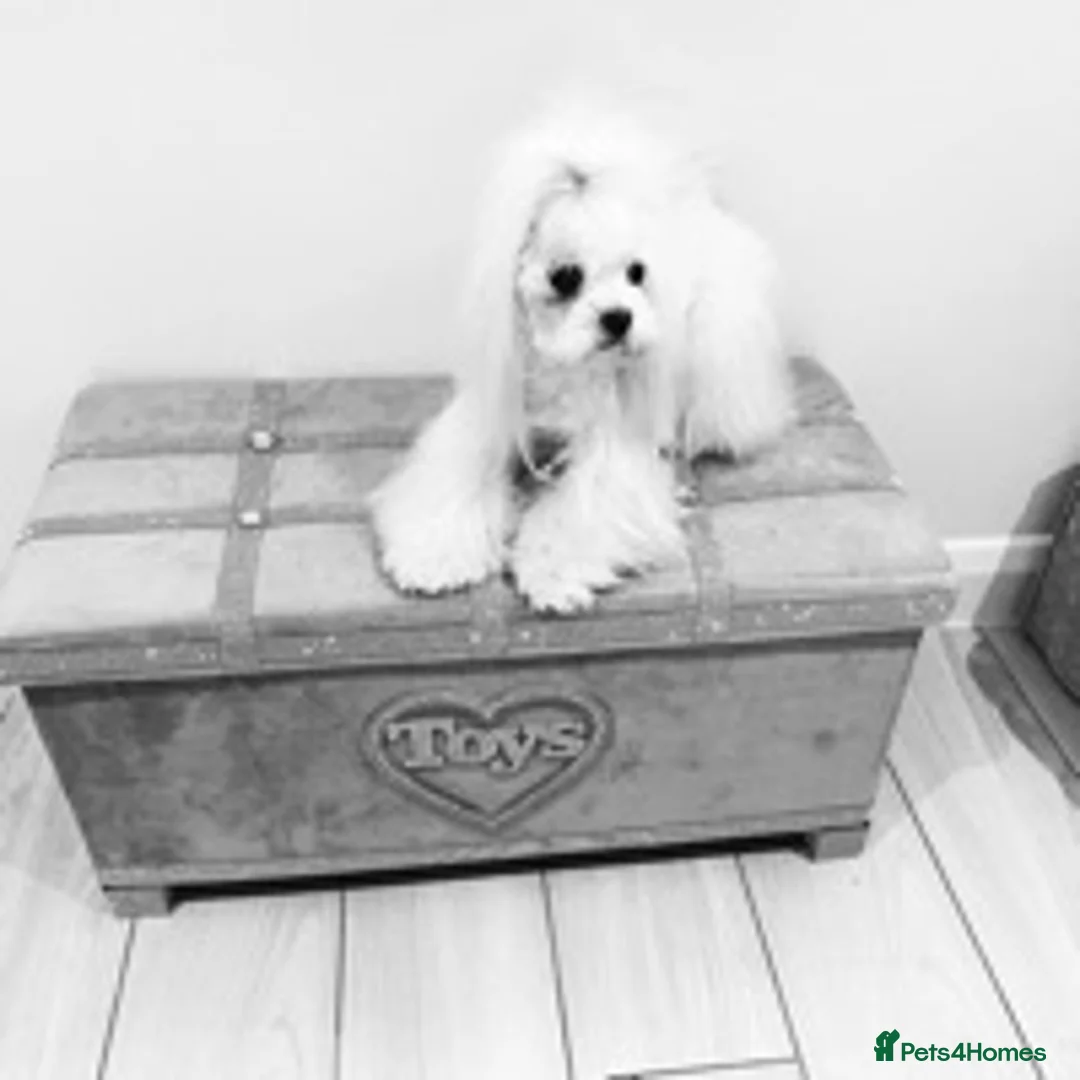 Maltese dogs for stud: STUNNING 💎DIAMOND💎 OPEN AT STUD HEALTH TESTED in Grays - Advert 16