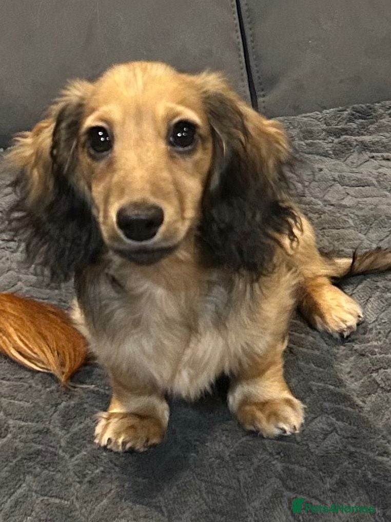 Miniature Dachshund dogs Mini Long Haired Male / Female Dachshund - Advert 1
