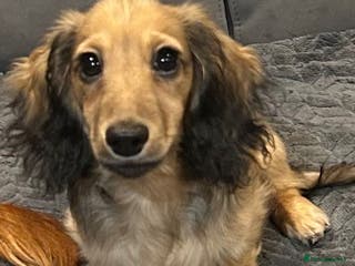 Miniature Dachshund dogs Mini Long Haired Male / Female Dachshund - Advert 4