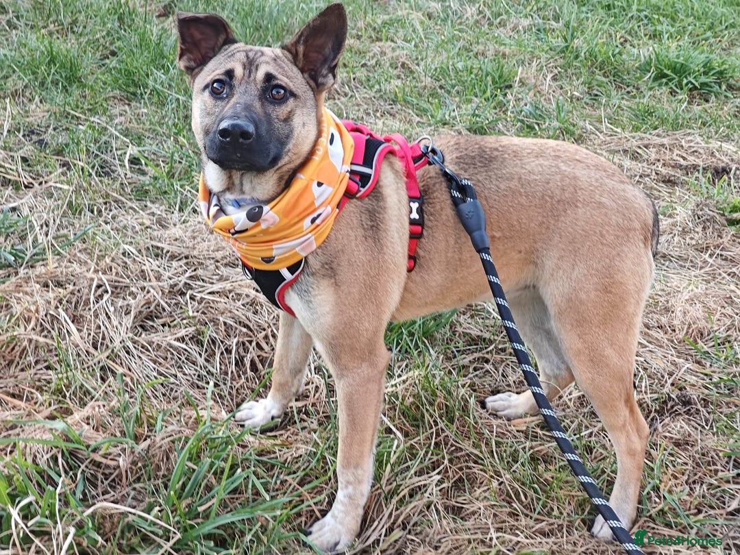 Mixed Breed dogs for adoption: ❤️Lisa, cheerful 7-month-old lower-medium girl ❤️ - Advert 13