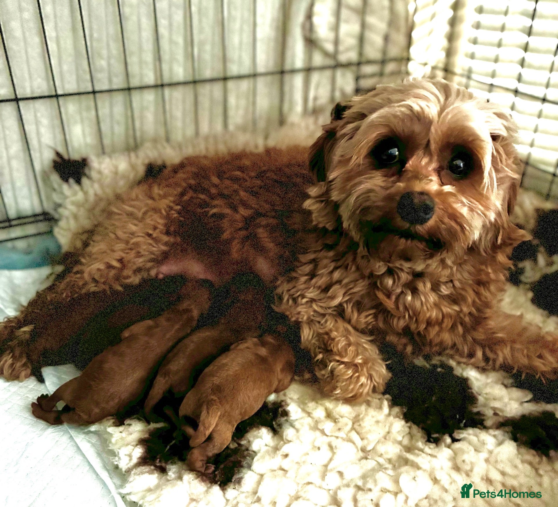 Cavapoo dogs Beautiful Cavapoo F1B Puppies - Advert 1