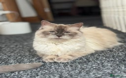 Ragdoll cats for sale: 🐾 Beautiful Blue Point Ragdoll Kittens 🐾 - Image 12