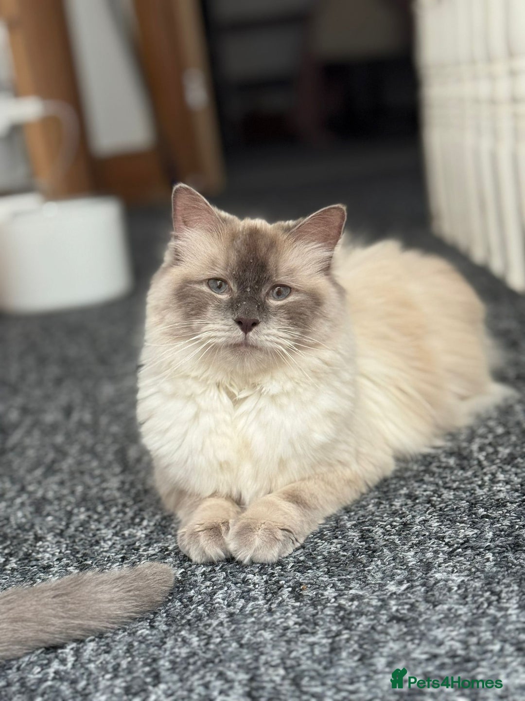 Ragdoll cats for sale: 🐾 Beautiful Blue Point Ragdoll Kittens 🐾 - Image 12