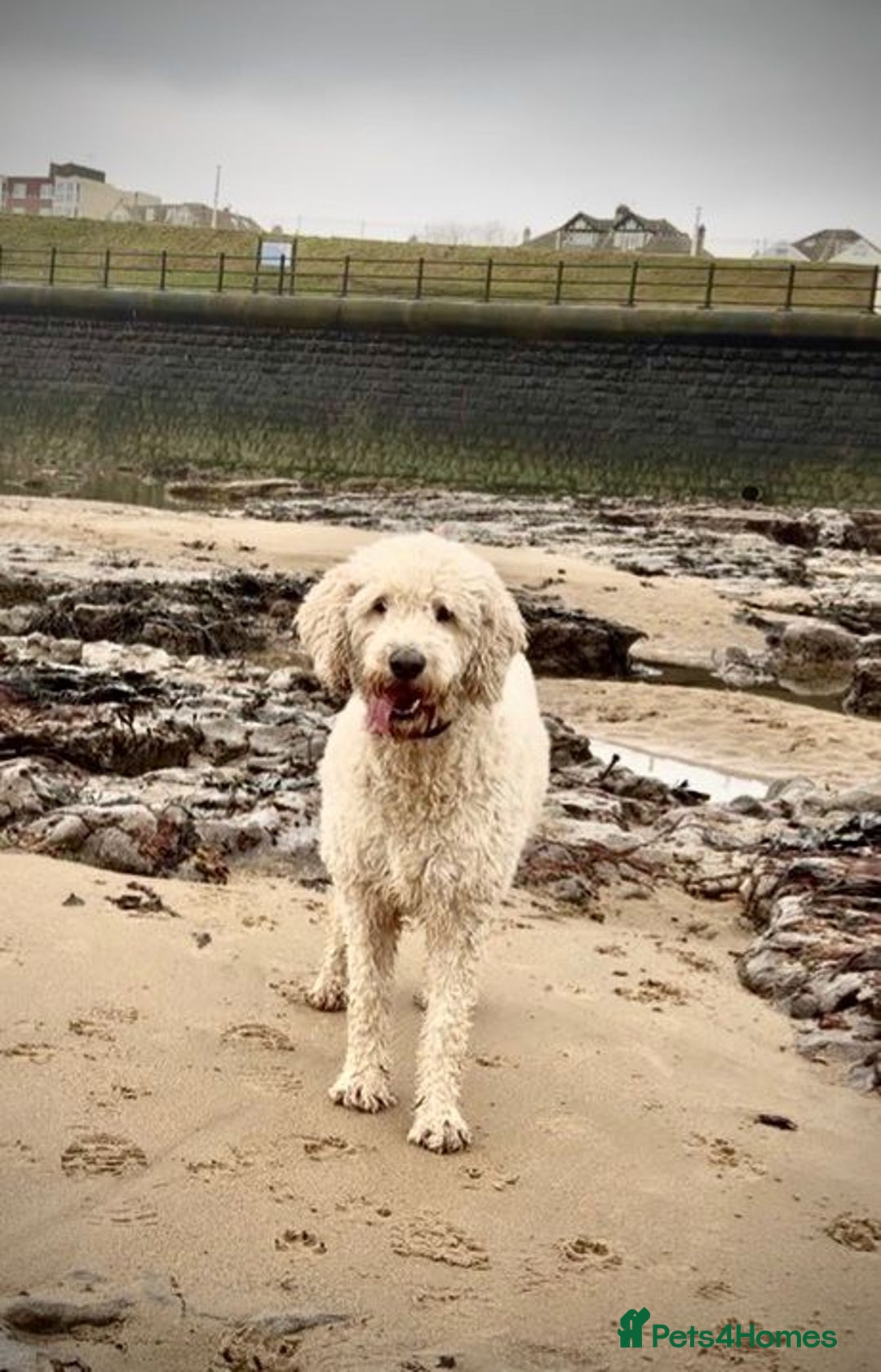 Goldendoodle dogs for sale: Trained, GoldenDoodle puppies - Advert 1