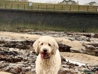 Goldendoodle dogs Trained, GoldenDoodle puppies - Advert 1