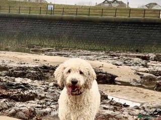 Goldendoodle dogs Trained, GoldenDoodle puppies - Advert 16