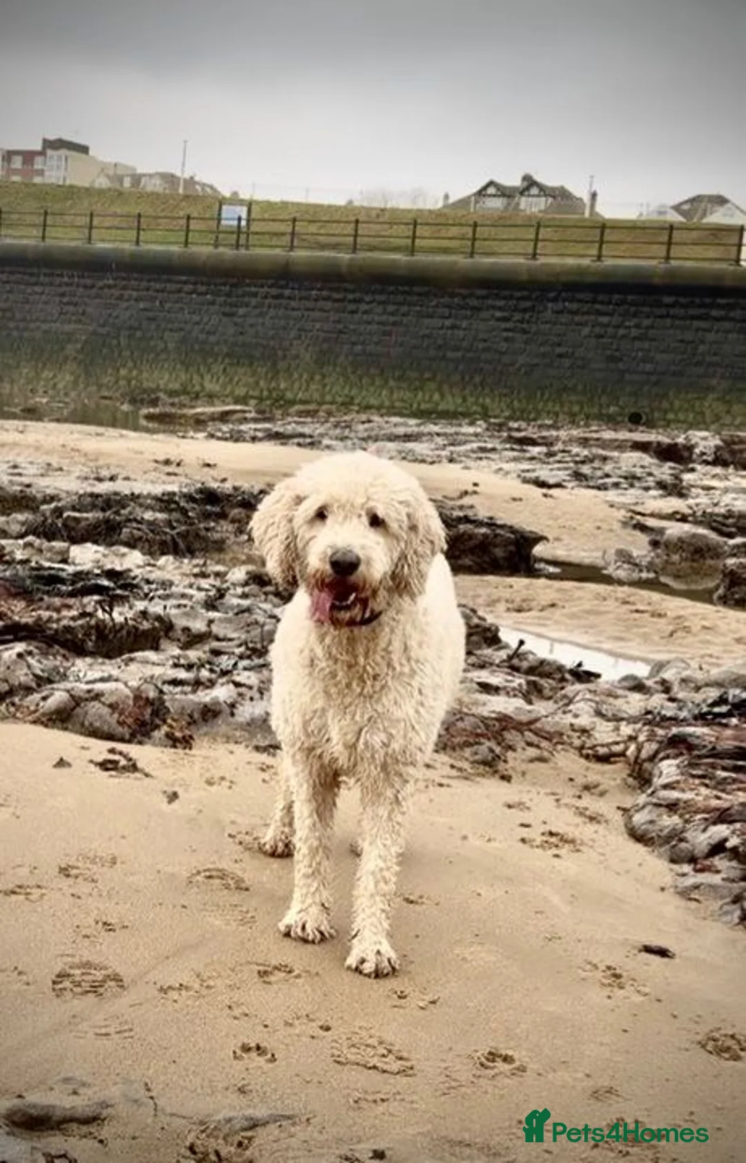 Goldendoodle dogs for sale: Trained, GoldenDoodle puppies - Advert 1