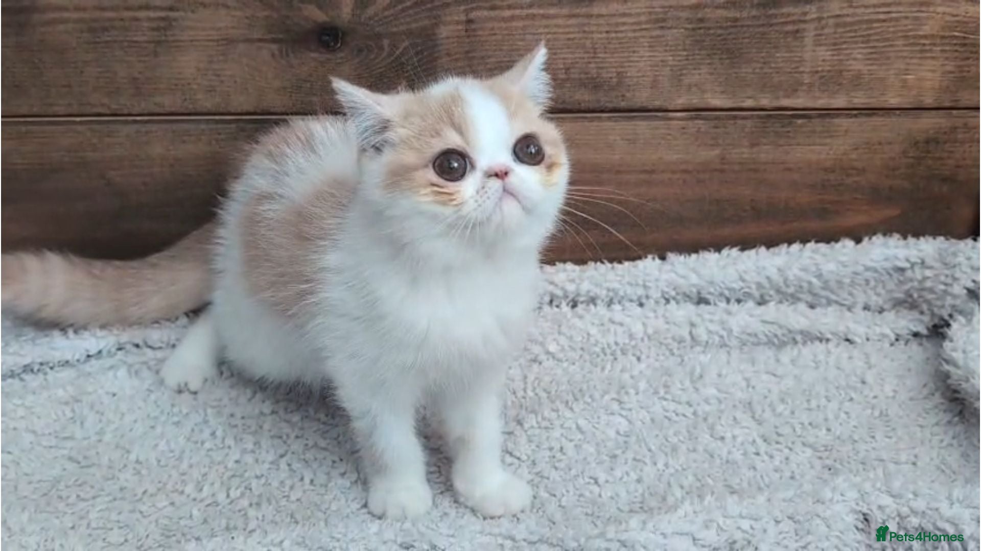 Persian cats Persian Kittens - Advert 1