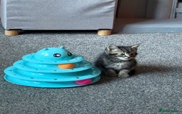 Mixed Breed cats for sale: 3 tabby kittens for sale  - Image 8