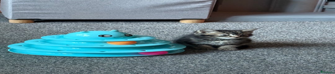 Mixed Breed Kitten 2