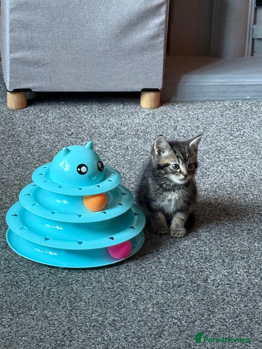 Mixed Breed cats for sale: 3 tabby kittens for sale  - Image 8