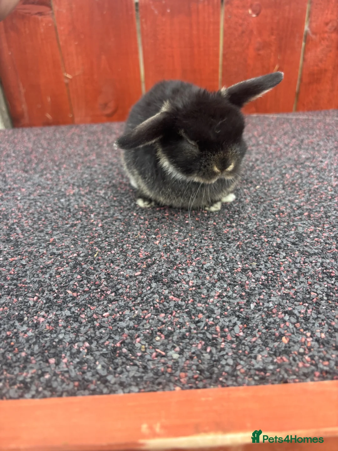Mini Lop rabbits for sale: Beautiful Mini lops READY Now  - Advert 4