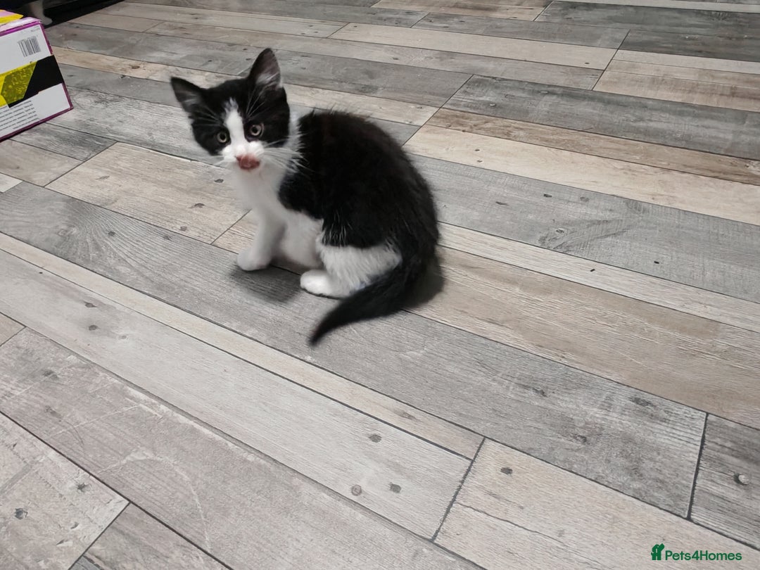 Mixed Breed cats for sale: Kittens for sale!  - Advert 11