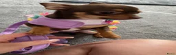 Chihuahua dogs for sale: Tiny chihuahua  in Macclesfield - Advert 6